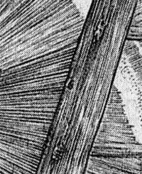Melencolia-Detail: die Sechs auf dem Leiterholm