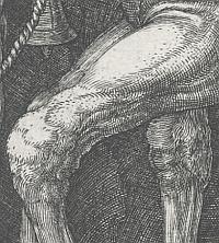 Duerer, Ritter, 1513, Detail, Pferdebrust